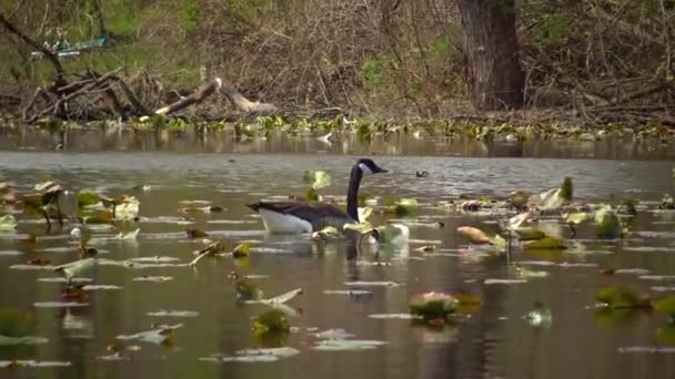 Kanada Kazı Branta Canadensis Nilüfer Yaprakları Arasında Yüzen Kuşlar Karnegy — Stok video