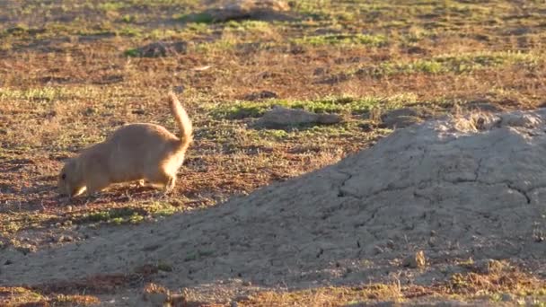 フィールド上のミンクの近くに黒い尾の草原の犬 Comysys Ludovicianus セオドア ルーズベルト国立公園のプレーリードッグタウン — ストック動画