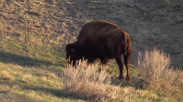 Αμερικανός Βίσωνας Βουβάλι Bison Bison Εθνικό Πάρκο Θίοντορ Ρούσβελτ Βόρεια — Αρχείο Βίντεο