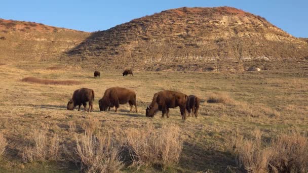 Bisonte Americano Búfalo Bisonte Bisonte Parque Nacional Theodore Roosevelt Dakota — Vídeo de stock