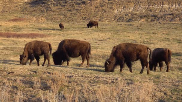 Amerikaanse Bizons Buffels Bizons Het Theodore Roosevelt National Park North — Stockvideo