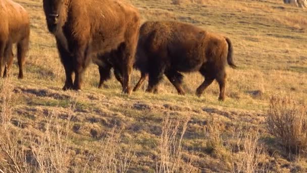 American Bison Buffalo Bison Bison Theodore Roosevelt National Park North — Stock Video
