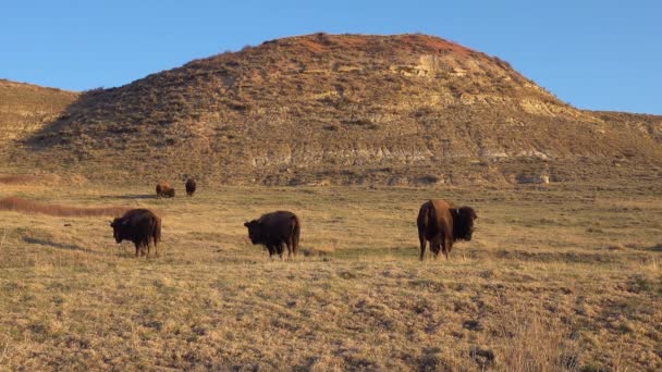 Bisonte Americano Búfalo Bisonte Bisonte Parque Nacional Theodore Roosevelt Dakota — Vídeo de stock