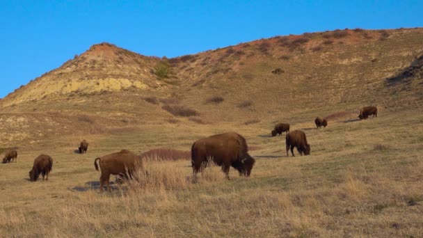 Bison Amerika Atau Kerbau Bison Bison Taman Nasional Theodore Roosevelt — Stok Video