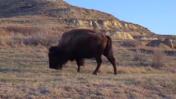 Der Amerikanische Bison Oder Büffel Bisonbison Der Theodore Roosevelt National — Stockvideo