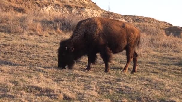 Αμερικανός Βίσωνας Βουβάλι Bison Bison Εθνικό Πάρκο Θίοντορ Ρούσβελτ Βόρεια — Αρχείο Βίντεο