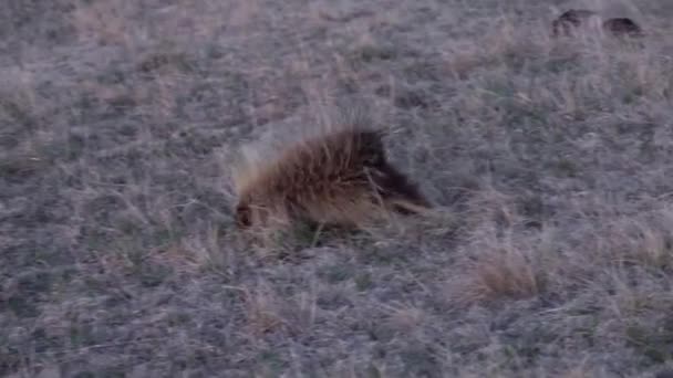 Észak Amerikai Sündisznó Erethizon Dorsatum Más Néven Kanadai Sündisznó Vagy — Stock videók