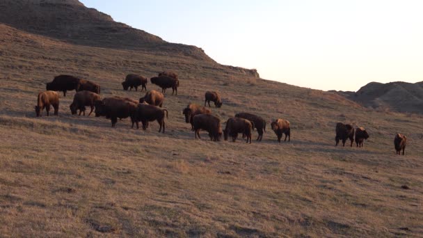 Bison Amerika Atau Kerbau Bison Bison Taman Nasional Theodore Roosevelt — Stok Video