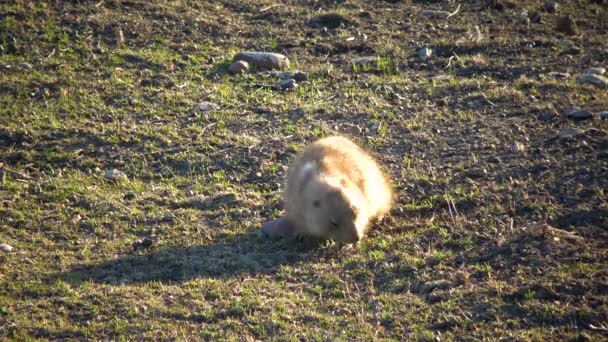 Černoocasí Prérijní Psi Cynomys Ludovicianus Norka Hřišti Prairie Dog Town — Stock video