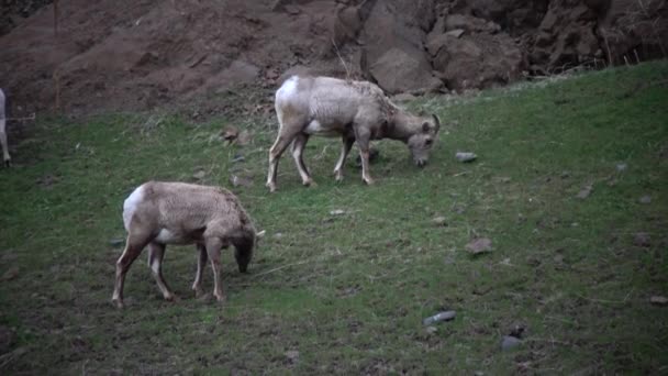 Zwierzęta Jedzą Trawę Owce Bighorn Ovis Canadensis Najrzadsze Gatunki Dużych — Wideo stockowe