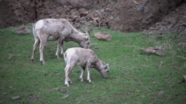 Ζώα Τρώνε Γρασίδι Bighorn Πρόβατα Ovis Canadensis Είναι Σπανιότερα Είδη — Αρχείο Βίντεο