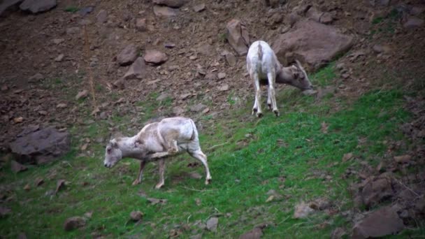 Animais Comem Erva Bighorn Sheep Ovis Canadensis São Espécies Caça — Vídeo de Stock