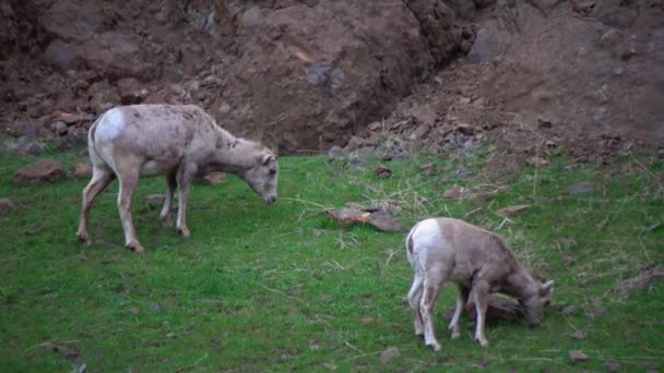 Los Animales Comen Hierba Ovejas Bighorn Ovis Canadensis Son Las — Vídeo de stock