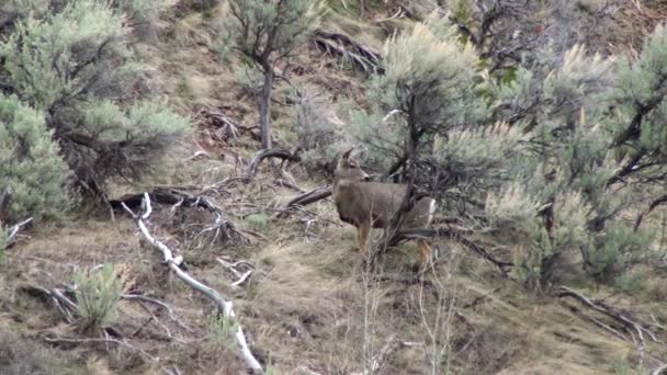 Mule Deer Odocoileus Hemionus Fauna Usa — Stockvideo