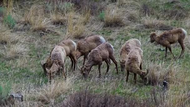 Ovejas Bighorn Ovis Canadensis Laderas Montaña Montana — Vídeo de stock