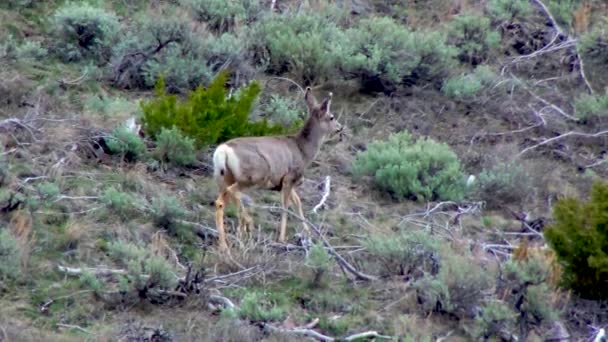 Szarvas Odocoileus Hemionus Állatvilág Egyesült Államok — Stock videók