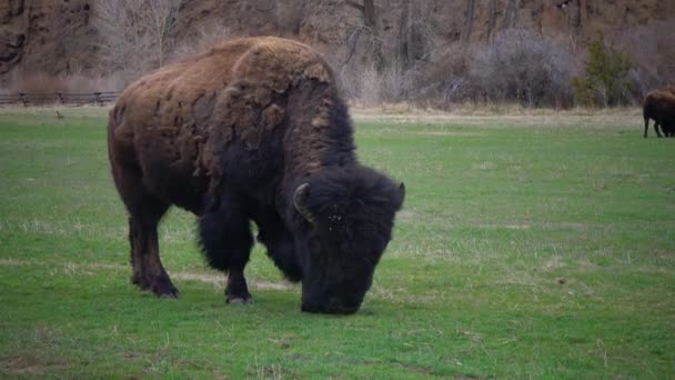 Zoogdieren Van Montana Amerikaanse Bizons Buffels Bizons Eten Groen Gras — Stockvideo