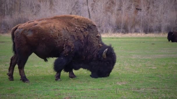 蒙大拿州的哺乳动物美洲野牛或野牛 在田里吃青草 — 图库视频影像