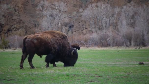 Mamíferos Montana Bisonte Americano Búfalo Bisonte Come Hierba Verde Campo — Vídeos de Stock