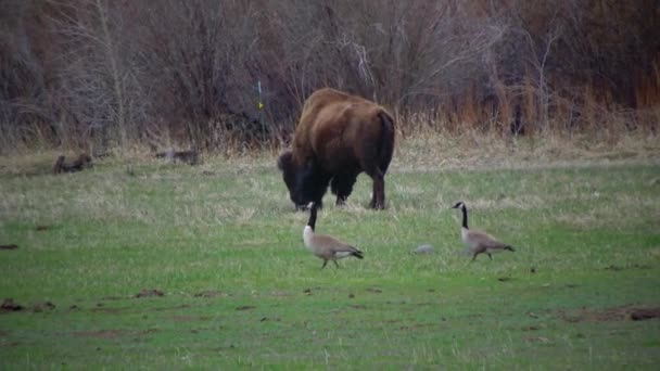 Säugetiere Von Montana Der Amerikanische Bison Oder Büffel Bisonbison Frisst — Stockvideo