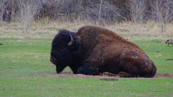 Mamalia Dari Montana Bison Amerika Atau Kerbau Bison Bison Makan — Stok Video