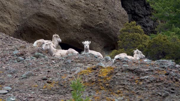 Ovce Odpočívají Hoře Bighorn Sheep Ovis Canadensis Svazích Hor Montana — Stock video