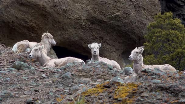 Ovce Odpočívají Hoře Bighorn Sheep Ovis Canadensis Svazích Hor Montana — Stock video