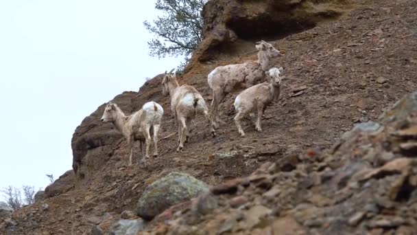 Birkák Hegyen Pihennek Bighorn Sheep Ovis Canadensis Hegyi Lejtőkön Montana — Stock videók