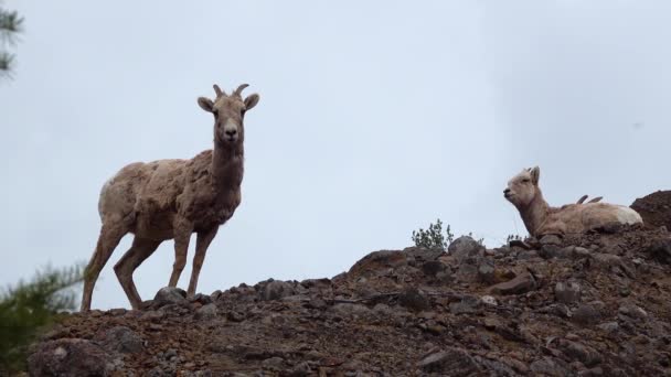 Owce Odpoczywają Górze Bighorn Sheep Ovis Canadensis Zboczach Gór Montana — Wideo stockowe