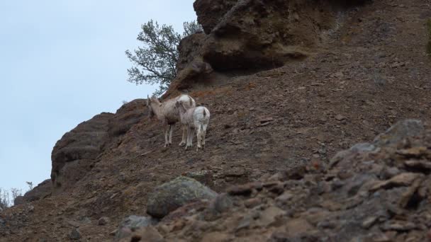Ovce Odpočívají Hoře Bighorn Sheep Ovis Canadensis Svazích Hor Montana — Stock video