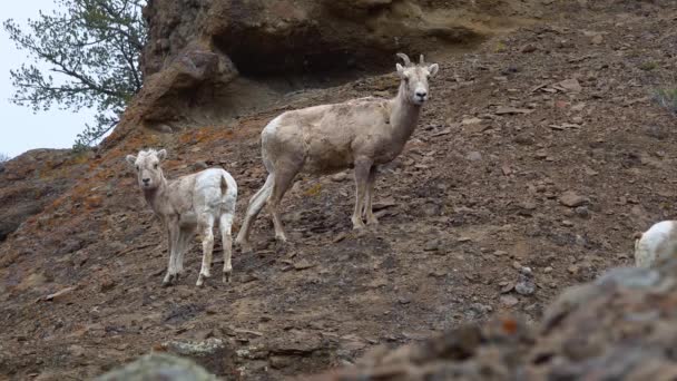 Les Moutons Reposent Sur Montagne Mouflon Amérique Ovis Canadensis Sur — Video