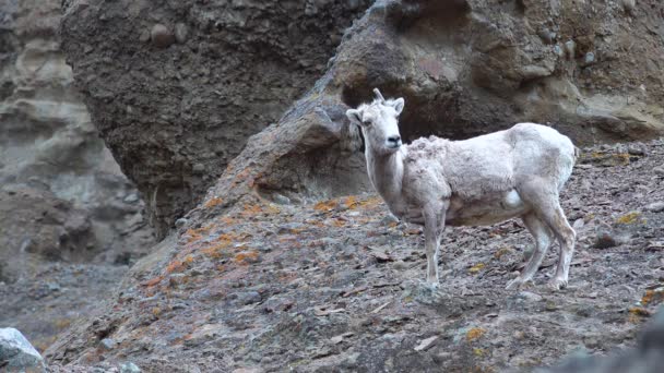 Owce Odpoczywają Górze Bighorn Sheep Ovis Canadensis Zboczach Gór Montana — Wideo stockowe