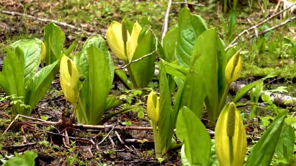 Western Skunk Cabbage Lysichiton Americanus Een Rode Elzenbos Olympic National — Stockvideo