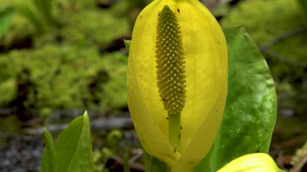Western Skunk Cabbage Lysichiton Americanus Red Alder Grove Olympic National — Stock Video
