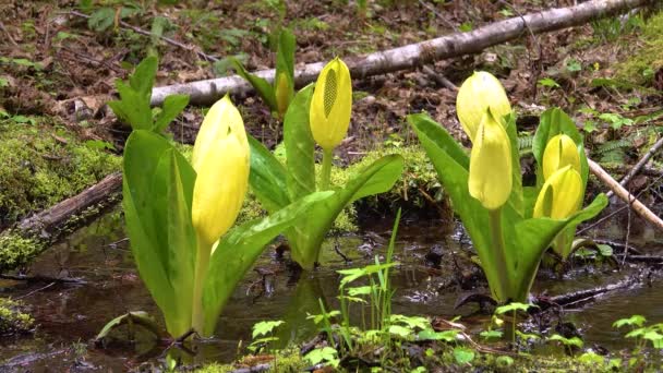 Zachodnia Kapusta Skunksowa Lysichiton Americanus Gaju Olcha Czerwona Olympic National — Wideo stockowe