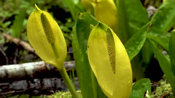 Västra Skunk Kål Lysichiton Americanus Röd Lund Olympic National Park — Stockvideo