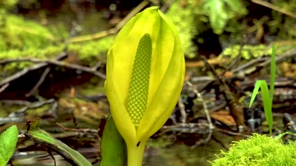 Western Skunk Cabbage Lysichiton Americanus Egy Vörös Éger Ligetben Olimpiai — Stock videók