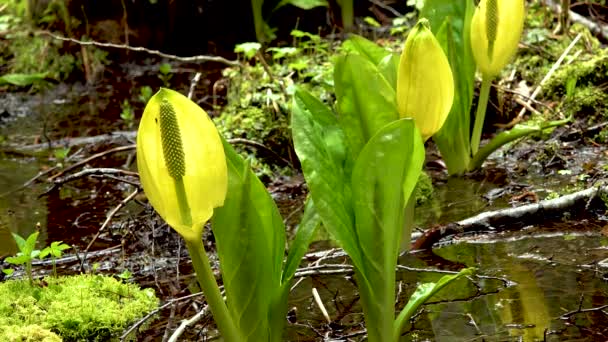 Western Skunk Cabbage Lysichiton Americanus Egy Vörös Éger Ligetben Olimpiai — Stock videók