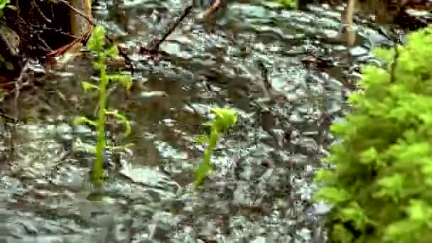 Arroyo Selva Tropical Musgos Helechos Crecen Largo Del Agua Estados — Vídeo de stock