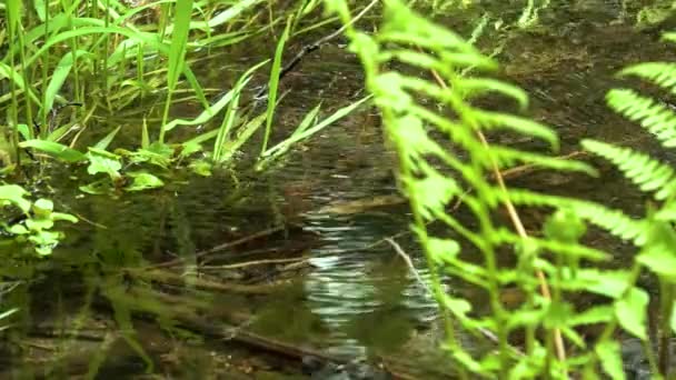 Wzdłuż Wody Rośnie Strumień Lesie Deszczowym Mchy Paprocie Stany Zjednoczone — Wideo stockowe