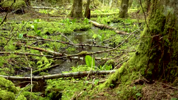 Stream Rainforest Mosses Ferns Grow Water United States Washington State — Stock Video