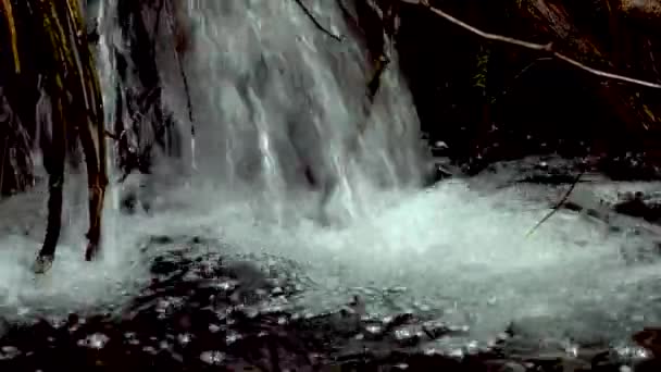 Wzdłuż Wody Rośnie Strumień Lesie Deszczowym Mchy Paprocie Stany Zjednoczone — Wideo stockowe