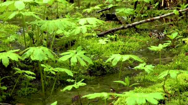 Rośliny Bagienne Mchy Paprocie Wilgotnym Lesie Stany Zjednoczone Ameryki New — Wideo stockowe