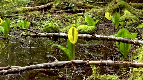 レッドアルダーグローブのウェスタンスカンクキャベツ Lysichiton Americanus オリンピック国立公園 ワシントン — ストック動画