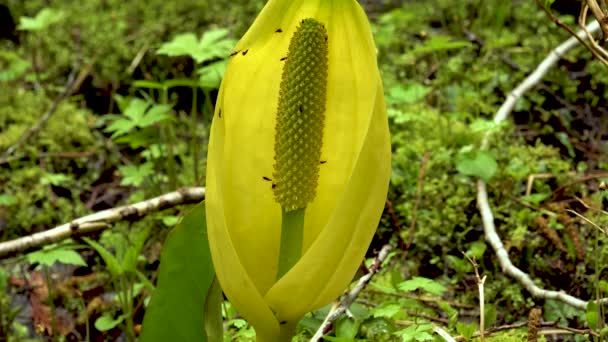 Western Skunk Cabbage Lysichiton Americanus Red Alder Grove Olympic National — Stock Video