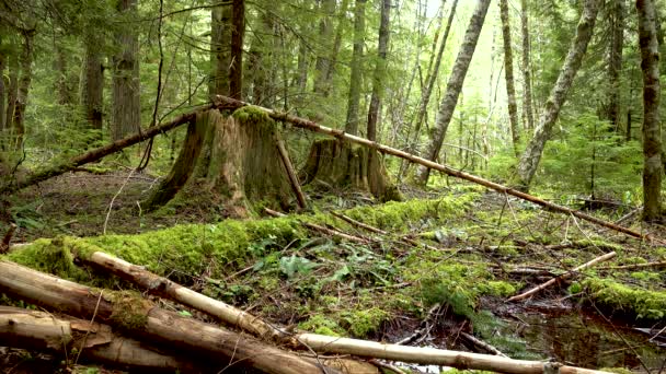 Plantas Pantanosas Musgos Helechos Bosque Húmedo Estados Unidos Washington State — Vídeo de stock