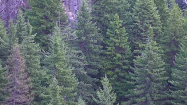 Στο Clear Creek Falls Στο Εθνικό Δάσος Wenatchee Εθνικό Πάρκο — Αρχείο Βίντεο