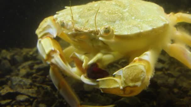Baignade Crabe Macropipus Holsatus Mangeant Viande Moule Mer Noire — Video