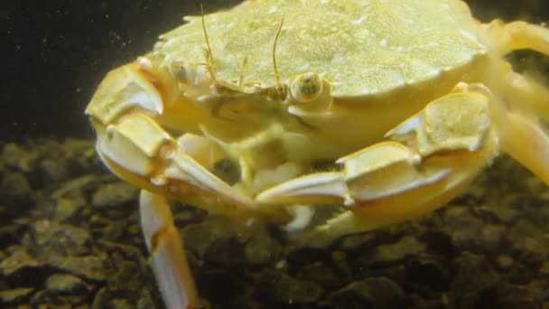 Baignade Crabe Macropipus Holsatus Mangeant Viande Moule Mer Noire — Video