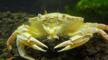 Yüzen yengeç (Makropipus holsatus) midye yiyor, Karadeniz